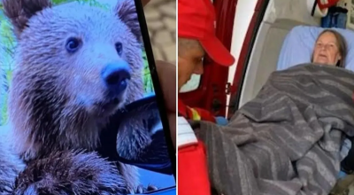 Selfie mania, turista apre il finestrino dell'auto per fare una foto con l'orso e viene aggredita