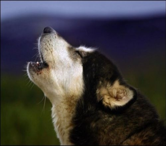 I cani ricordano le emozioni e gli eventi del passato come succede per  l'uomo - La Stampa