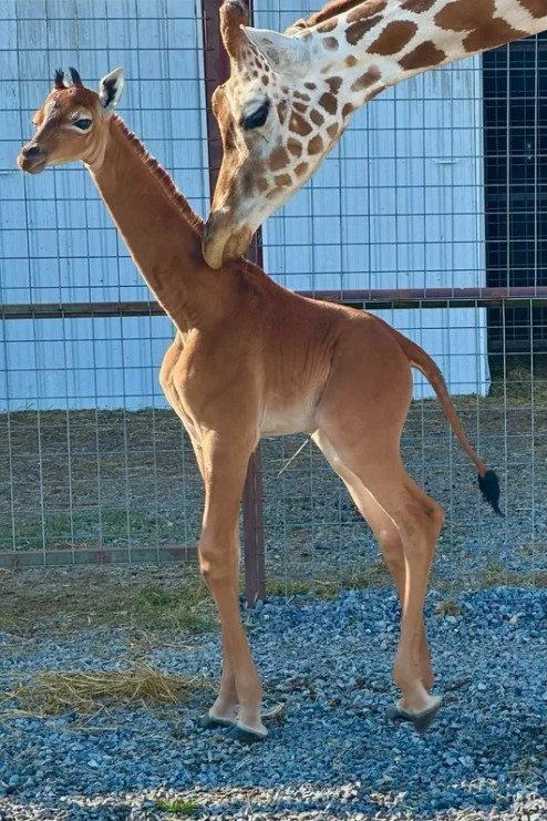 dalla parte dei cittadini - Unico caso al mondo: in uno zoo americano è  nata una giraffa senza macchie – Il video - Sportello dei diritti