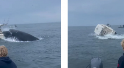 Balena salta fuori dall'acqua e rovescia una barca
