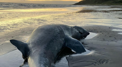 Ritrovata la carcassa di una balena ritenuta estinta, è una specie estremamente rara! 