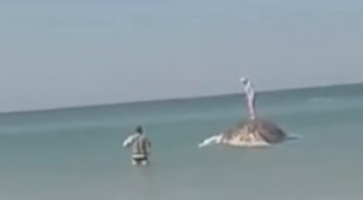 Selfie mania con l’animale morto: un uomo sale sulla carcassa della balena Timmy per farsi una foto e pubblica immagini
