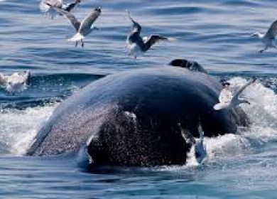 balene attaccate dai gabbiani