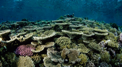 Australia, squalo attacca un bagnante ferendolo gravemente