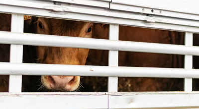 Il bestiame muore sui camion dopo 24 giorni di stallo alla frontiera!