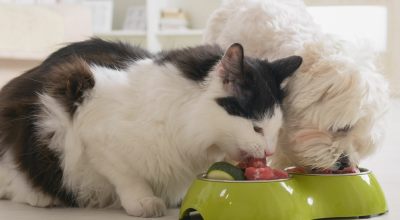Rischio microbiologico, richiamata polpa di bovino macinata per cani e gatti
