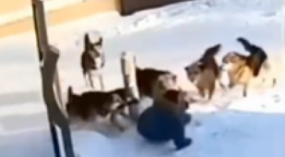 Donna aggredita dai cani randagi dopo una caduta