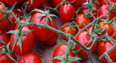 Allerta alimentare: ritiro cautelativo di un lotto di pomodoro ciliegino a marchio