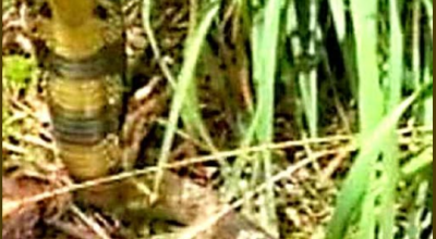 Allarme in Francia: un cobra velenoso tiene in apprensione l'intera città