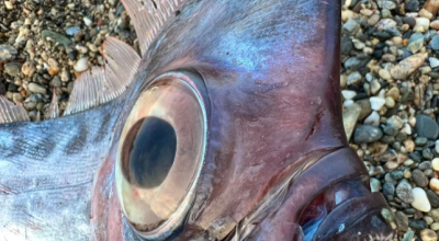 Straordinario spiaggiamento di un rarissimo Pesce liocorno (Lophotus lacepede) a Milazzo