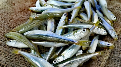 Scoperta un'alta concentrazione di Pfas nei pesci latterini surgelati a marchio Finofish richiamati dalla vendita