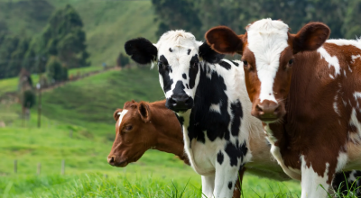Una mandria di mucche ha attaccato una coppia di anziani!