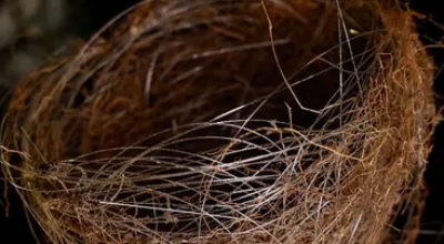 In Ucraina gli uccelli stanno costruendo nidi con cavi in fibra ottica da resti di droni da combattimento