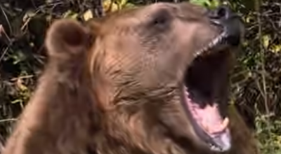 Un orso grizzly attacca i bambini della scuola elementare!