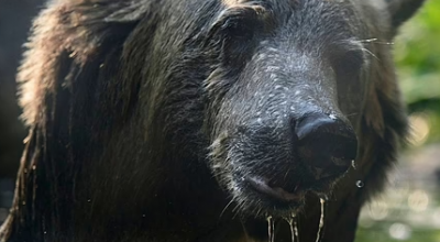 Una donna californiana di 71 anni è stata sbranata a morte da un orso durante un'irruzione in casa