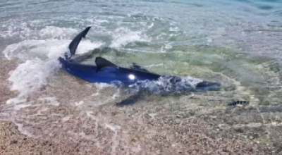 Spettacolo a Porto Cesareo: un piccolo di squalo verdesca nuota a pochi metri dalla riva. Il mare del Salento habitat ideale - Video
