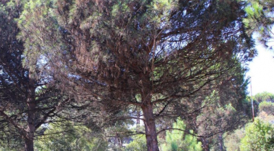 Emergenza Cocciniglia Tartaruga in Puglia: lo Sportello dei Diritti lancia l’allarme per salvare i pini del Salento