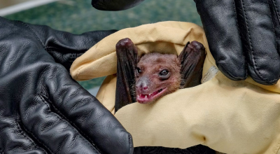 Rilevato virus della rabbia in un pipistrello svizzero, un evento raro