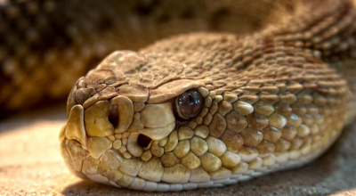 Stati Uniti, terzo escursionista muore a causa dell'ondata di morsi di serpente