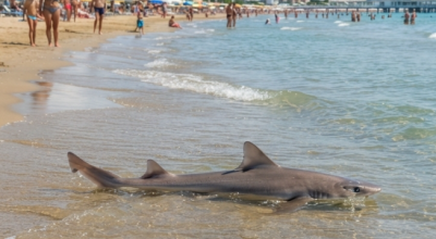 Avvistato piccolo esemplare di squalo a Lignano Sabbiadoro: un segnale di mare pulito e in salute