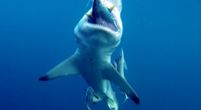 Sorpresa al largo di Otranto: grande squalo bianco attacca un tonno appena pescato