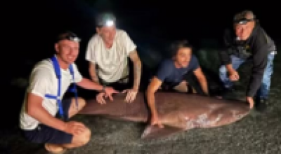 Non siamo in oceano: raro squalo capopiatto pescato e rilasciato a Reggio Calabria – Il video.