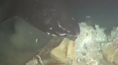 Insolito esperimento: scienziati calano carcassa di una mucca morta sul fondo del Mar Cinese Meridionale a 1.629 metri di profondità, a sud-est dell'isola di Hainan il tutto ripreso da telecamere