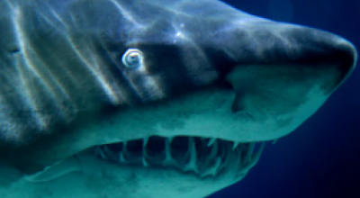 Avvistato un esemplare di “Squalo Mako” nel tratto di mare al largo dall’isola del Giglio in Maremma