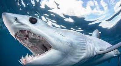 Avvistamento di un enorme squalo mako nel Mediterraneo a Maiorca durante una regata nella baia di Palma