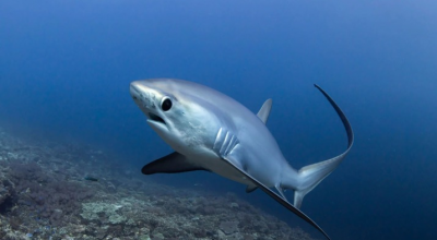 Squalo volpe avvistato a pochi metri dalla riva di Pola nel Mar Adriatico