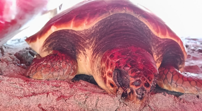 Tartaruga marina caretta caretta alla deriva a pochi metri dal bagnasciuga San Cataldo in Puglia: