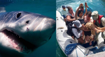 Una turista australiana è stata attaccata da uno squalo alle Galapagos
