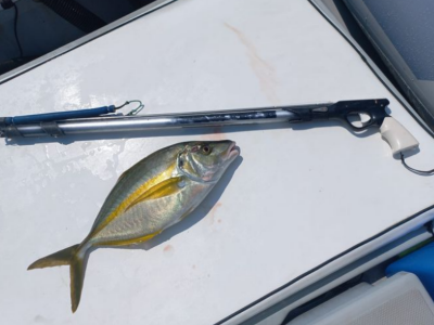 Specie aliene in Adriatico. Pescati pseudocaranx dentex a San Cataldo Marina di Lecce