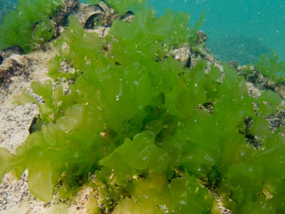 Le alghe potrebbero impedire al coronavirus di infettare le cellule umane? 