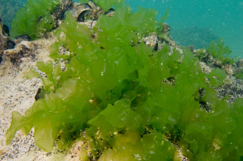 Le alghe potrebbero impedire al coronavirus di infettare le cellule umane? 