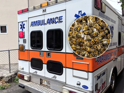 20.000 api attaccano un giovane: in coma! 