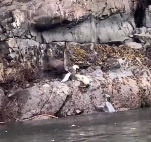 Mamma foca salva all'ultimo minuto il suo cucciolo da un'enorme aquila – Il video