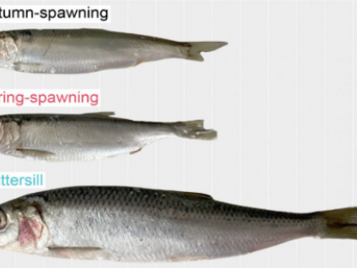 Improvviso salto evolutivo: le aringhe carnivore sorprendono i biologi del Baltico