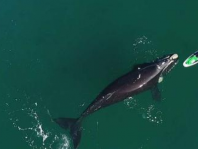 Una balena spinge un paddle board con la sua pinna - VIDEO