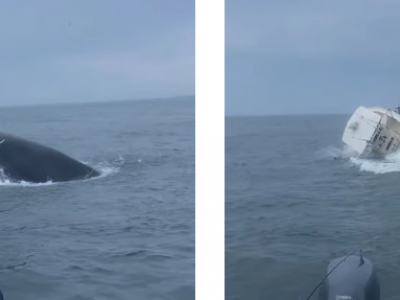 Balena salta fuori dall'acqua e rovescia una barca