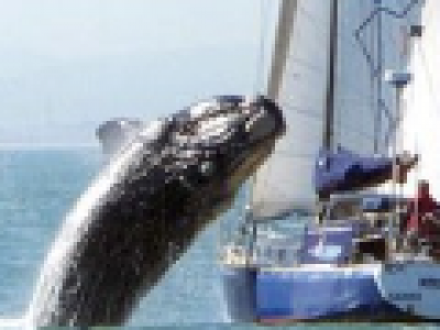 Australia, balena colpisce barca: due feriti