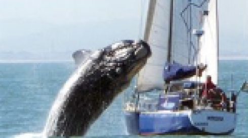 Australia, balena colpisce barca: due feriti