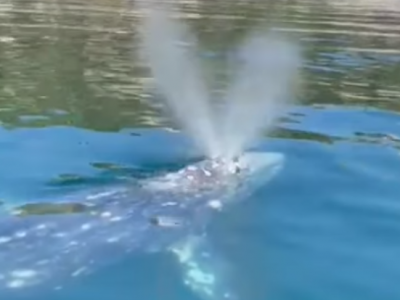 Da Ponza al Golfo di Napoli: avvistata di nuovo la balena grigia