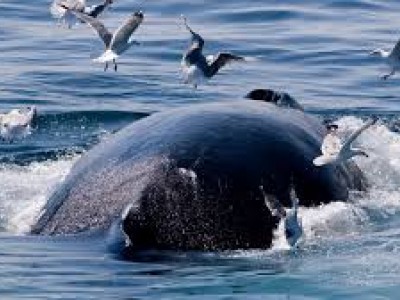 balene attaccate dai gabbiani