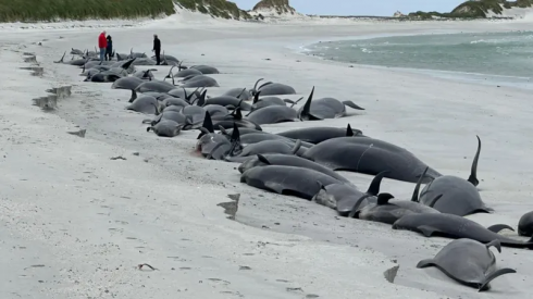 Un intero branco di 77 balene muore nel "più grande spiaggiamento di massa degli ultimi decenni" sulla spiaggia delle Orcadi