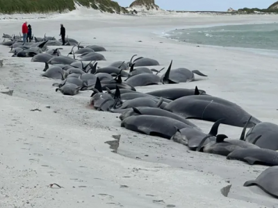 Un intero branco di 77 balene muore nel "più grande spiaggiamento di massa degli ultimi decenni" sulla spiaggia delle Orcadi