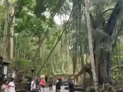 Viaggiare sicuri. Bali, due turisti muoiono travolti da albero caduto nella foresta delle scimmie – Il video