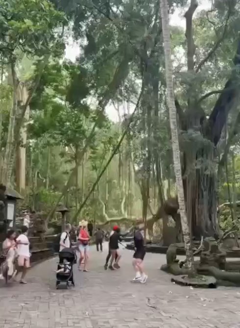 Viaggiare sicuri. Bali, due turisti muoiono travolti da albero caduto nella foresta delle scimmie – Il video