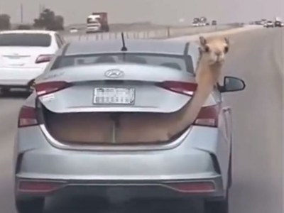 Auto viaggia in autostrada con il cofano posteriore con dentro un cammello