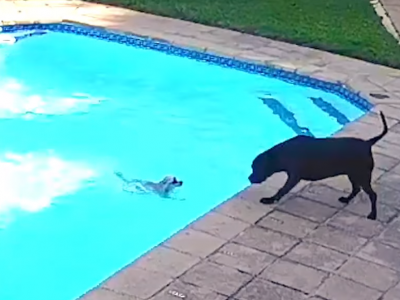 Cane salva il suo amico in piscina. 